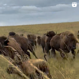 Flint Hills Bison Company