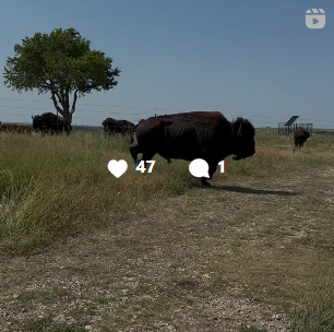 Flint Hills Bison Company